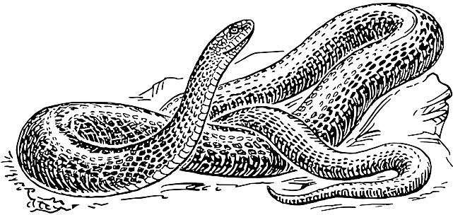 Snake, Black, Outline, Drawing, White, Cartoon, Free - Black And White Snake Drawing (640x320), Png Download