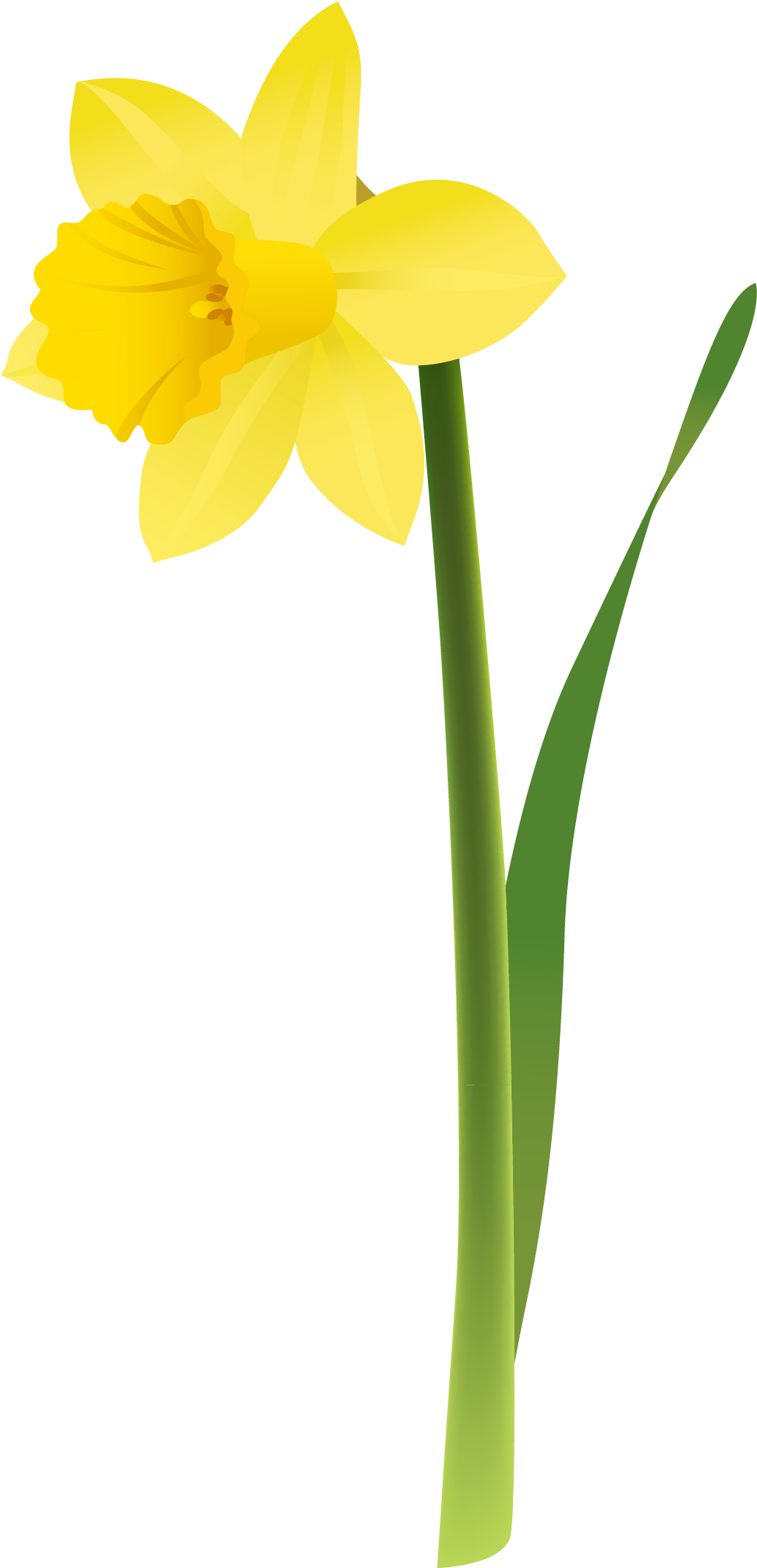 View Full Size - Transparent Background Daffodil Png (1160x2203), Png Download