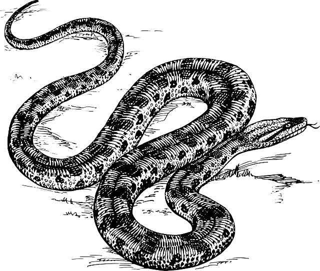 Snake, Water, River, Sketch, Cartoon, Big, Wild, Animal - Cafepress Anaconda Snake Queen Duvet (640x542), Png Download