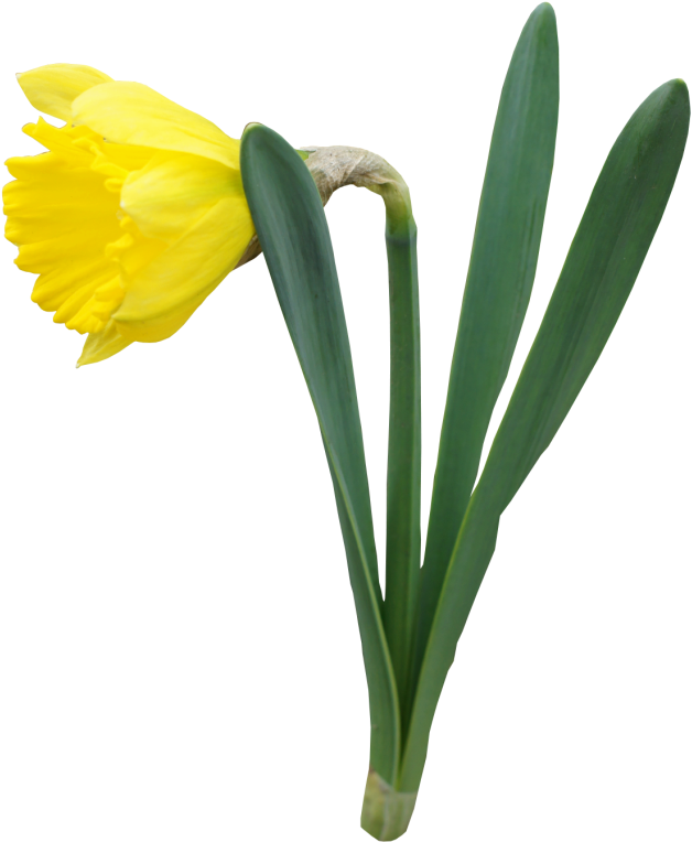 Daffodil Transparent (648x779), Png Download