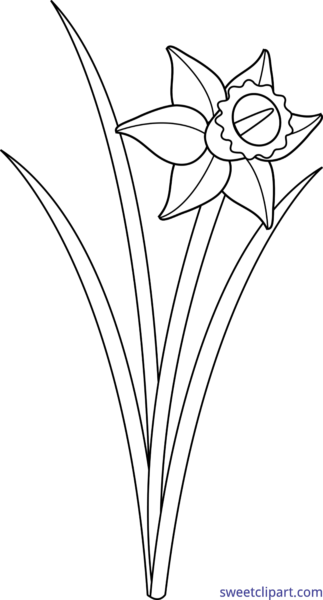 Sweet Clip Art - Black And White Daffodil (323x600), Png Download