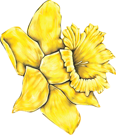 Daffodil - Yellow Daisy Flower Clipart (400x466), Png Download