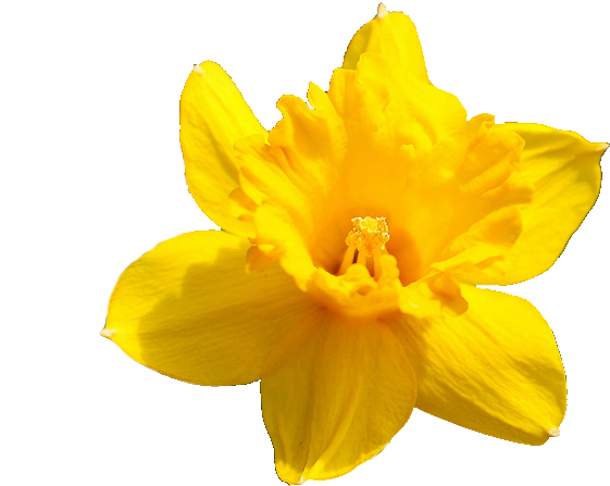 Daffodil Flower Png Pic - Transparent Background Daffodils Flower Png (1024x682), Png Download
