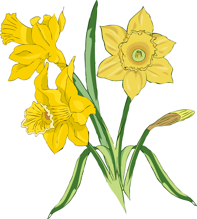 Image Free Download Daffodil Clipart Spring - Bunch Of Daffodils Art (640x713), Png Download