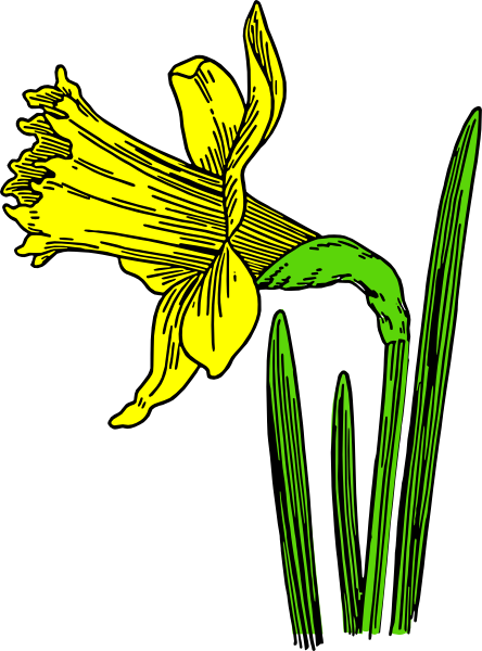 How To Set Use Single Daffodil Clipart (444x600), Png Download