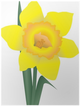 Narcissus (400x400), Png Download