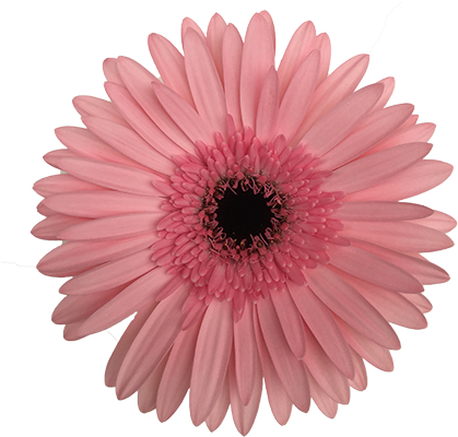 Damask - Spur Gear (563x400), Png Download