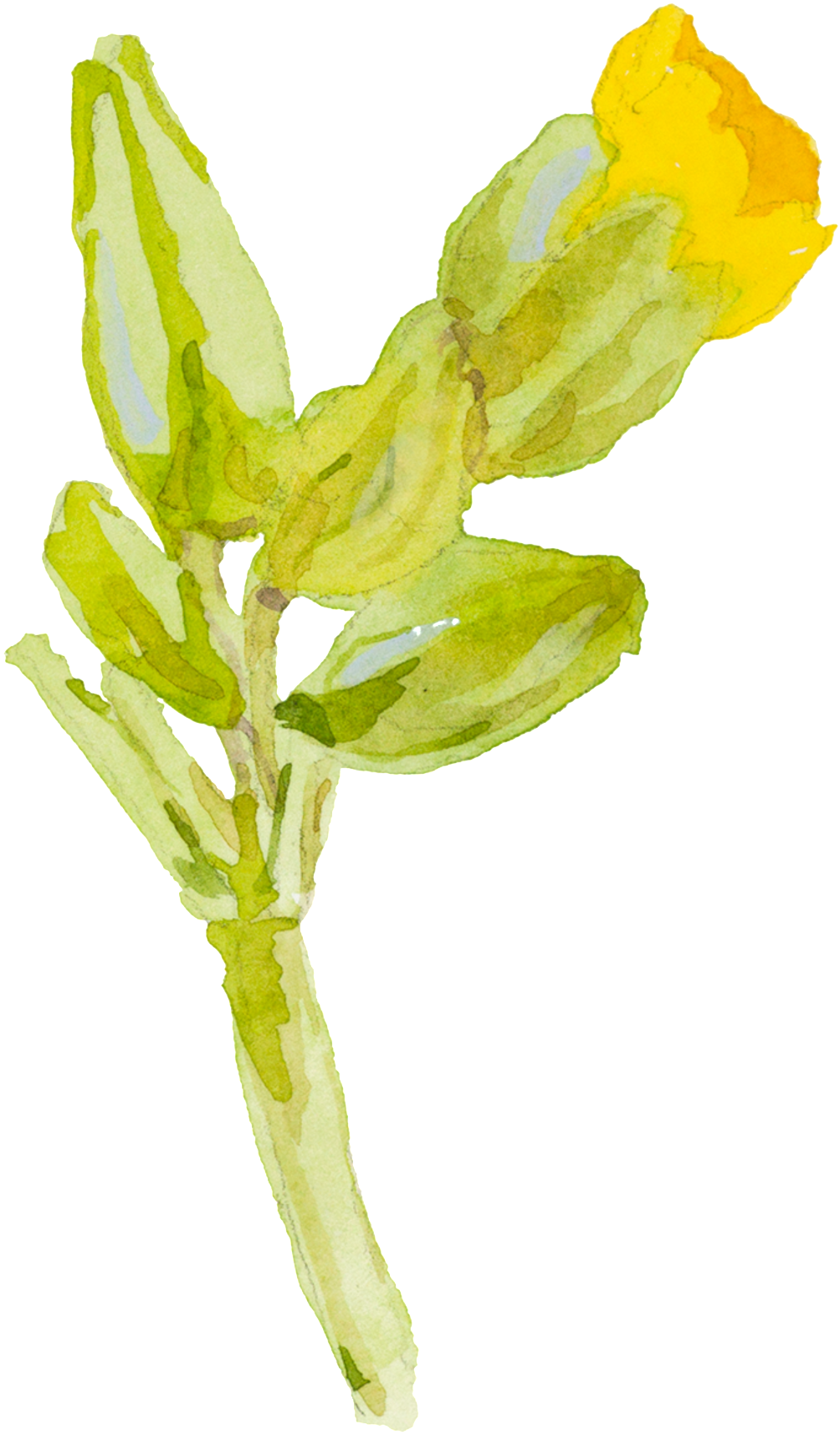Yellow Cartoon Small Flower Watercolor Transparent - Watercolor Painting (1024x1732), Png Download