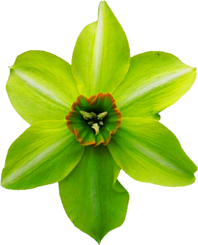 Jpg Freeuse Daffodil Clipart Bulb - Fritillaria (719x868), Png Download