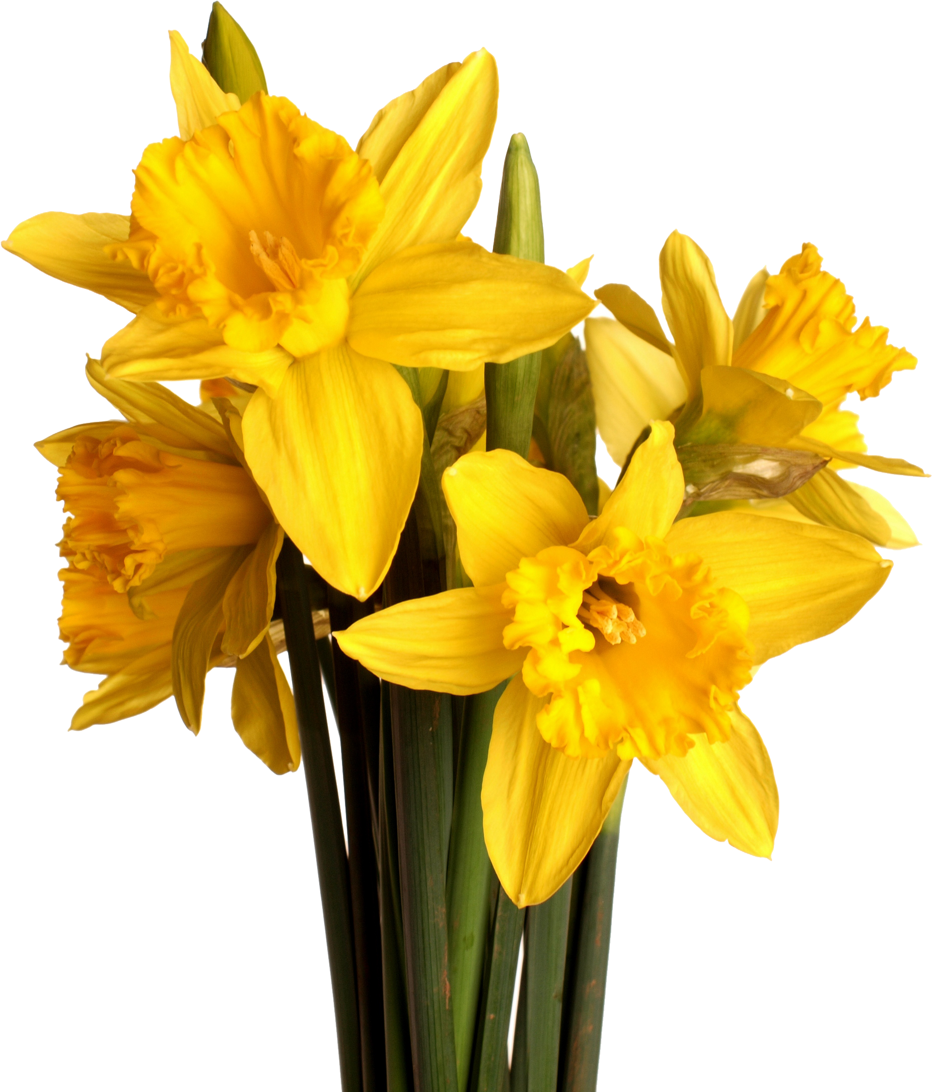 Daffodil Vector Flower Picture Library Download - Daffodil W White Background (3200x2400), Png Download