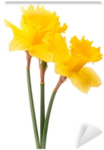 Daffodil Flower Or Narcissus Bouquet Isolated On White - Daffodil (400x400), Png Download