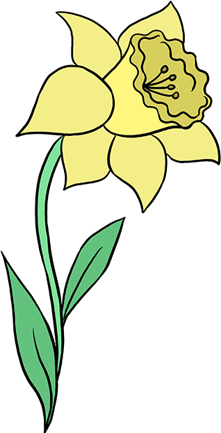 How To Draw Daffodil - Daffodil (680x678), Png Download
