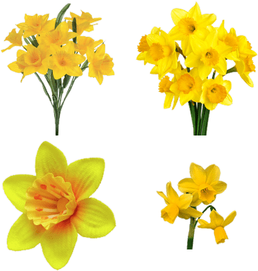 Bunch Of Daffodils (400x400), Png Download