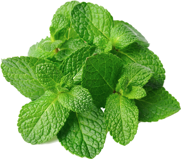 Mint Leaves (600x600), Png Download