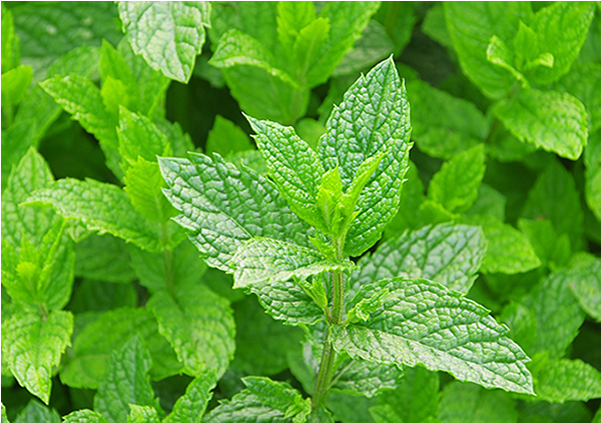Mint-leaves - Mint Leaves (600x600), Png Download