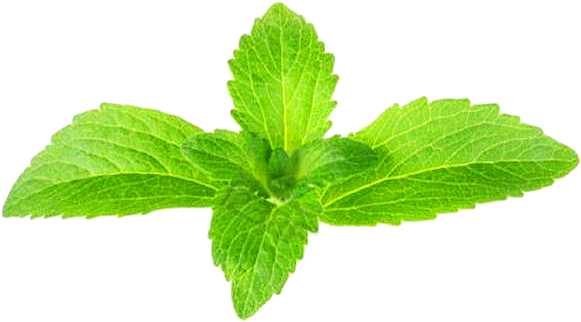 What Is Seenithulasi - Stevia En Planta 40gr. Pinisan (600x341), Png Download