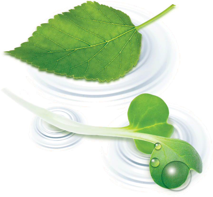 Chlorophyll Double 02 Derived From Fresh Alfafa Plant - Liquid (1000x852), Png Download