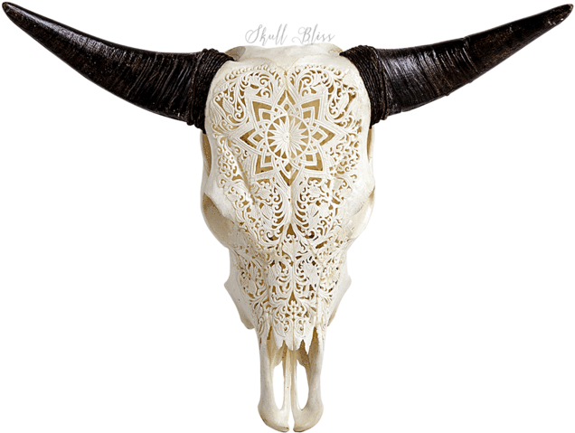 Carved Cow Skull // Xl Horns - Xl Horns (645x645), Png Download