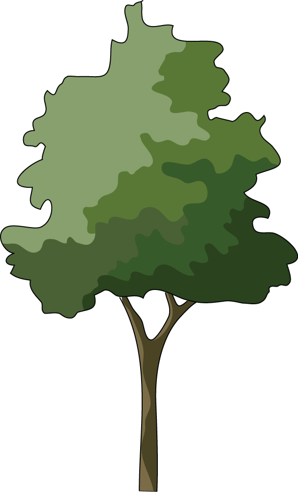 Branch Japanese Maple Tree Clip Art - Trees In Elevation For Photoshop (606x1001), Png Download