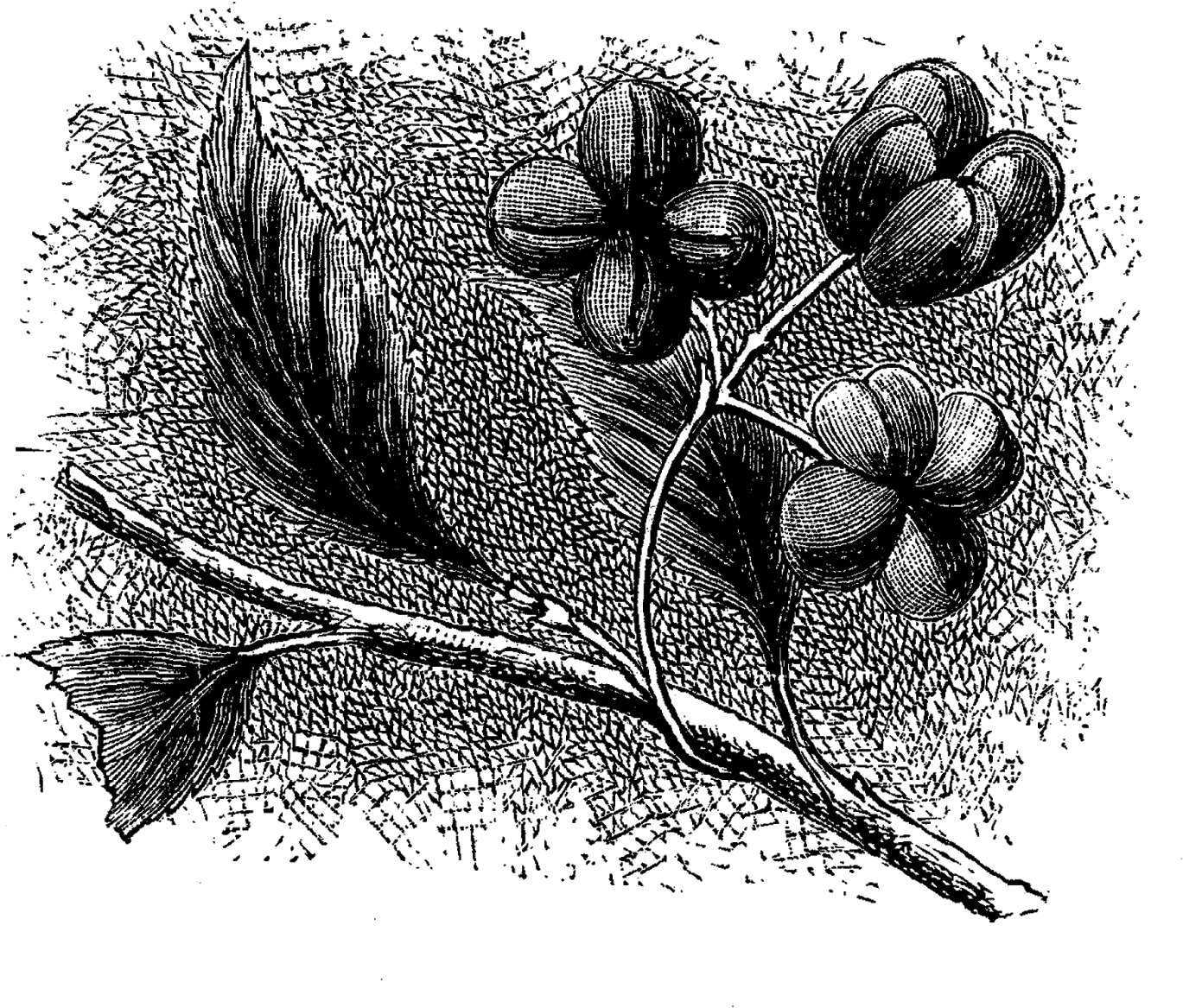 Wildflower Illustration Clip Art Digital - Drawing (1600x1325), Png Download