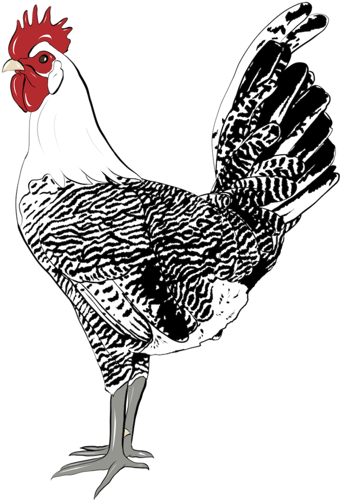 Campine Rooster (1000x1417), Png Download