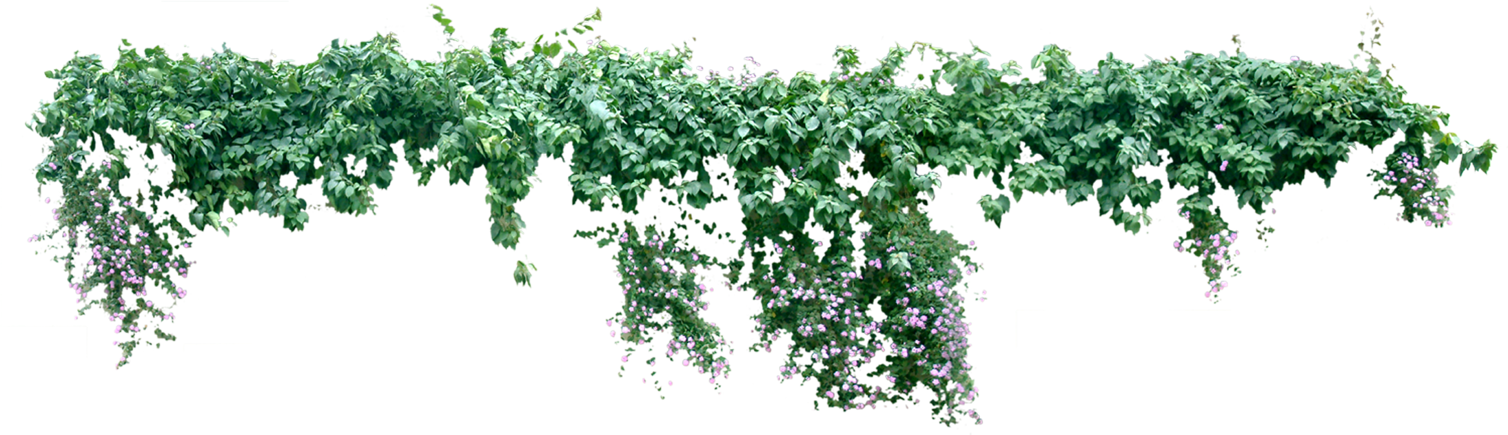 Png Creeper Image Freeuse Download Liane Png Free Transparent PNG