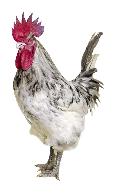 Ash Grey Coloured Rooster With White Skin - Red Junglefowl (500x626), Png Download