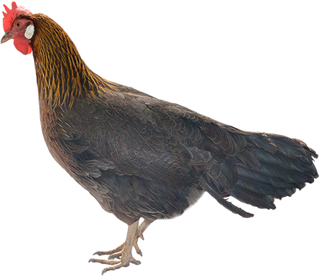 Rooster Images, Png Format, Animal Cutouts, Animals - 2018 (450x450), Png Download