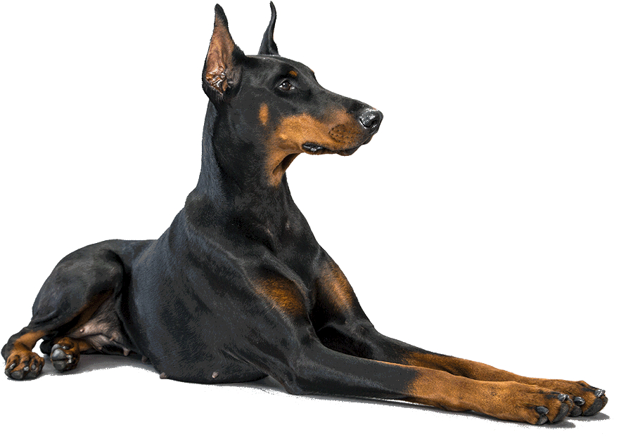 Doberman Face Png Transparent Doberman Face - Доберман Пнг (1170x780), Png Download