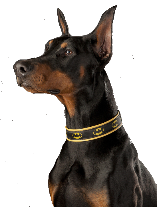 Doberman Transparent (570x738), Png Download