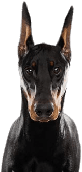 Doberman Head - Doberman Without Background (622x352), Png Download