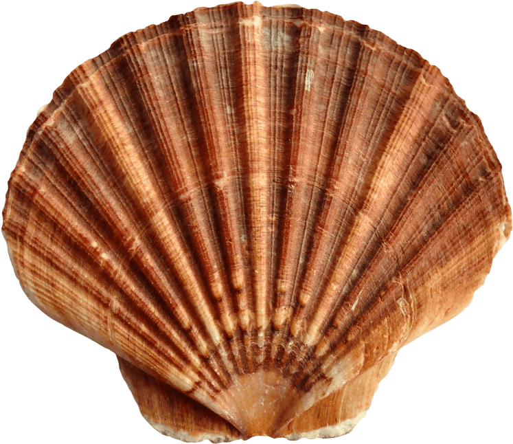 Jpg Freeuse Library Sea Shell Png Free Images Toppng - Shell Transparent (851x748), Png Download