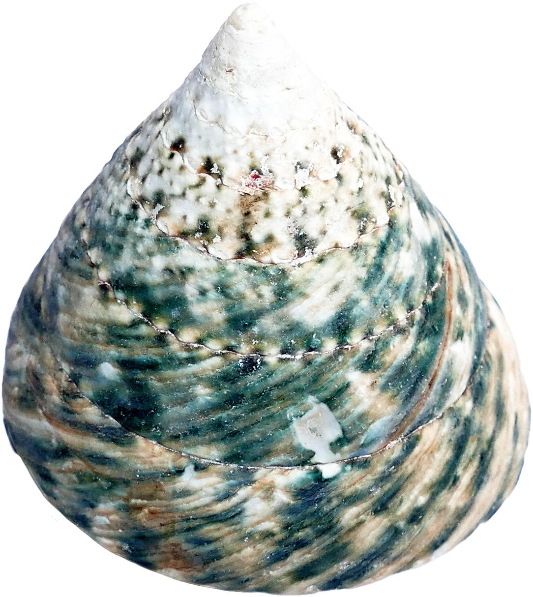 Seashell (1222x1280), Png Download