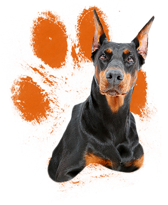 When Raised With Love, Respect, And Proper Training - Doberman Pinscher. Doberman Pinscher Complete Owners (332x404), Png Download