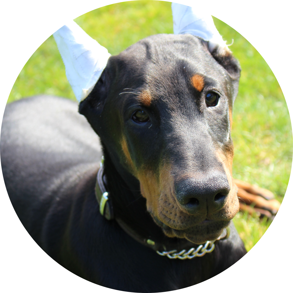 West Coast Doberman Ranch Is A Family Owned And Operated (1000x1000), Png Download