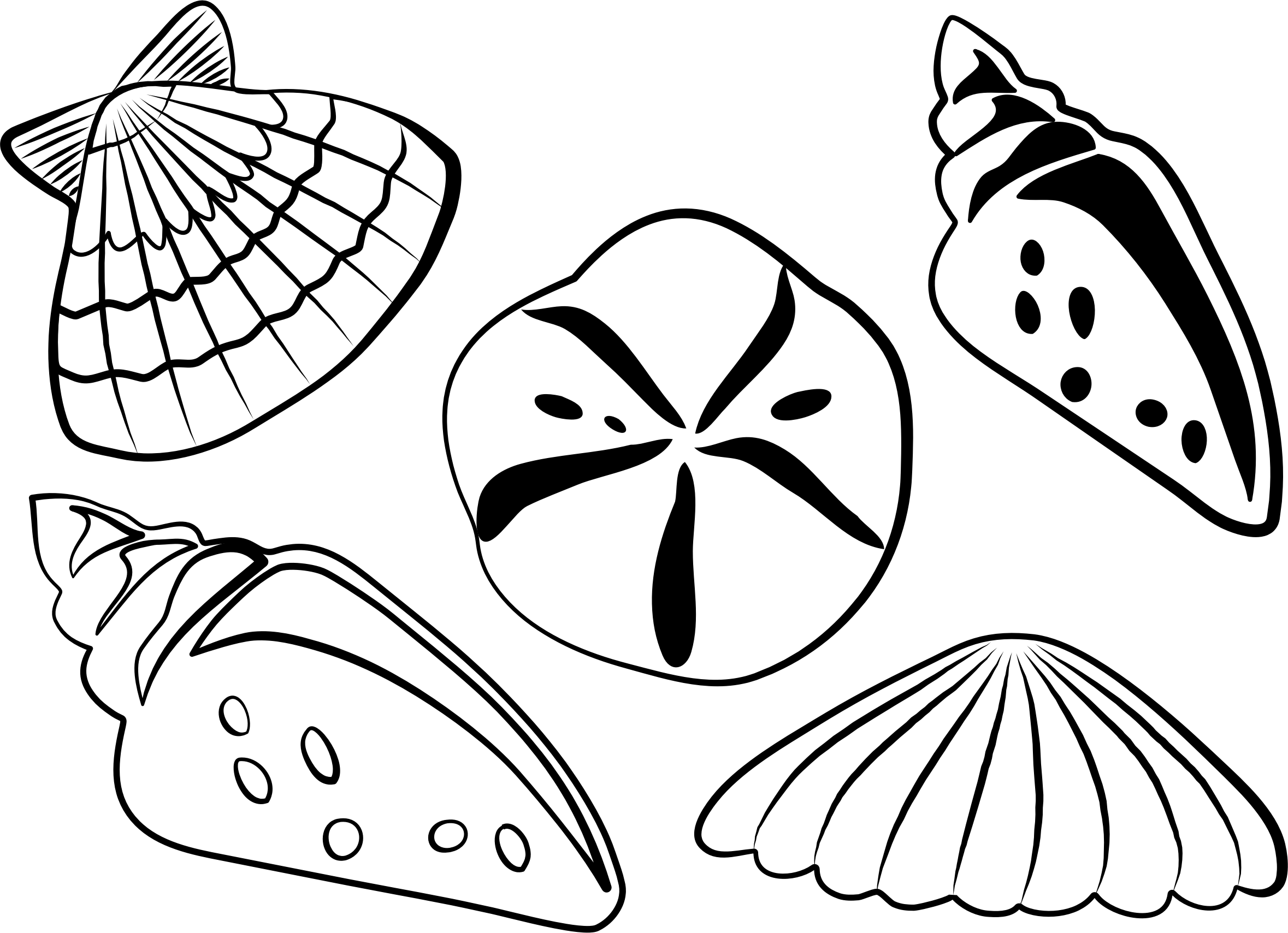 This Free Icons Png Design Of Sea Shells (2358x1709), Png Download