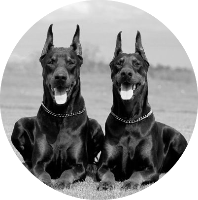 Doberman Pinscher 1 - Big Dobermans (402x406), Png Download