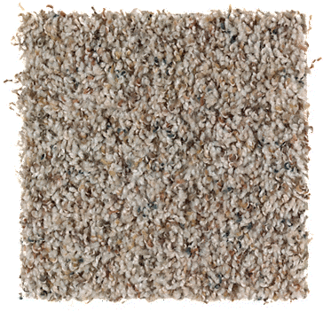Design Potrait- Sea Shells - Mohawk Sand Dollar Carpet (400x400), Png Download