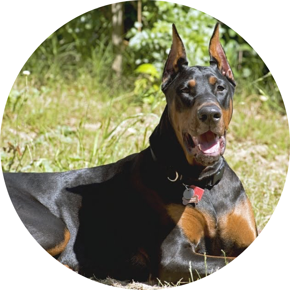 Our Goal Is To Bring You The Best Doberman Breed And - Dobermann (1000x1000), Png Download