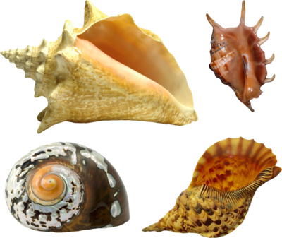 Seashell Png - Sea Shell (400x337), Png Download