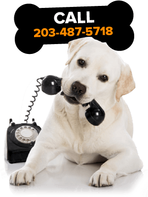 A Doberman Puppy For Sale In Ct Buy A Cute Puppy In - Animals Talking On The Phone (301x414), Png Download