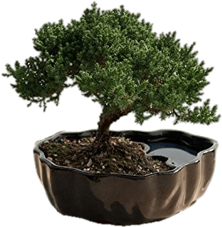 Bonsai Trees - Bonsai Decoration (355x355), Png Download