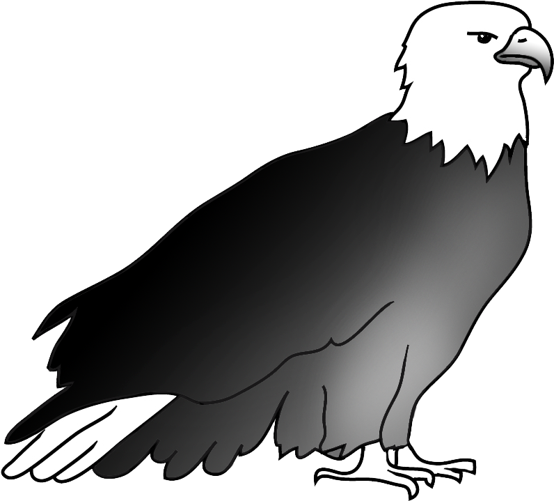 Resting Bald Eagle Drawing - Drawing (850x765), Png Download