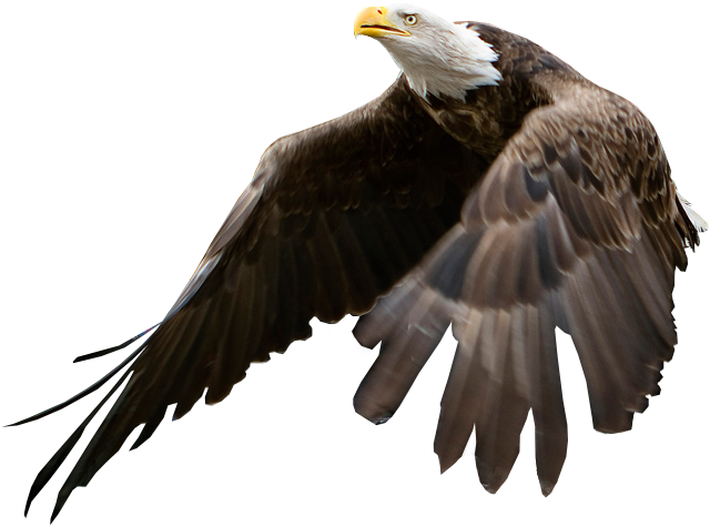 Eagle Being Released - Bald Eagle Blank Background (654x495), Png Download