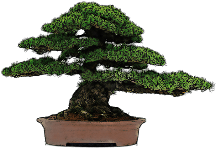 Bonsai Drawing - Bonsai Dibujo (400x400), Png Download