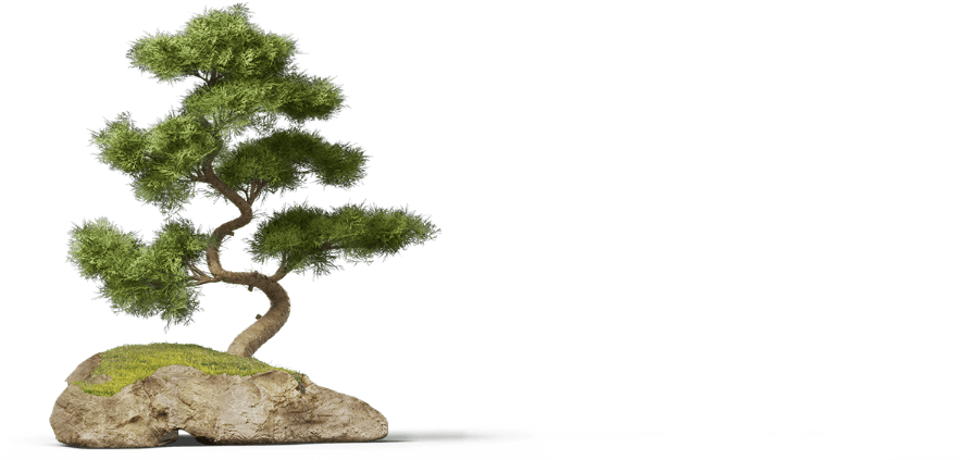 Of Our Client Base Is Vital - Bonsai Pine Tree Png (1341x522), Png Download