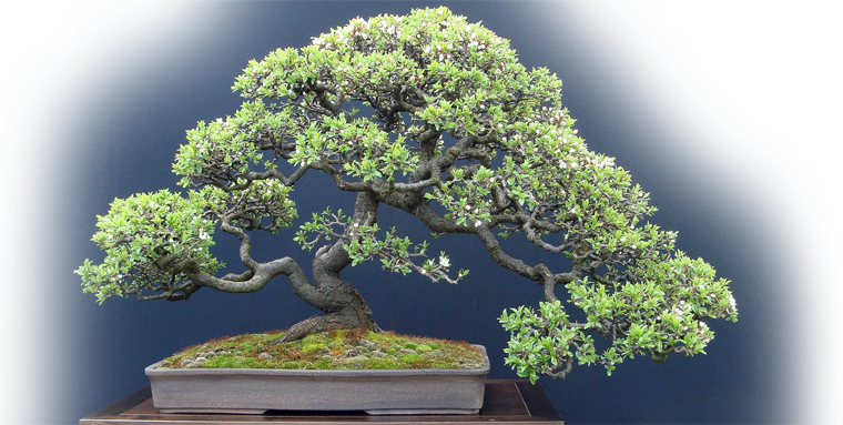 Find Out Why Bonsai Outlet Is America's Favourite Online - Trident Maple Bonsai (760x383), Png Download