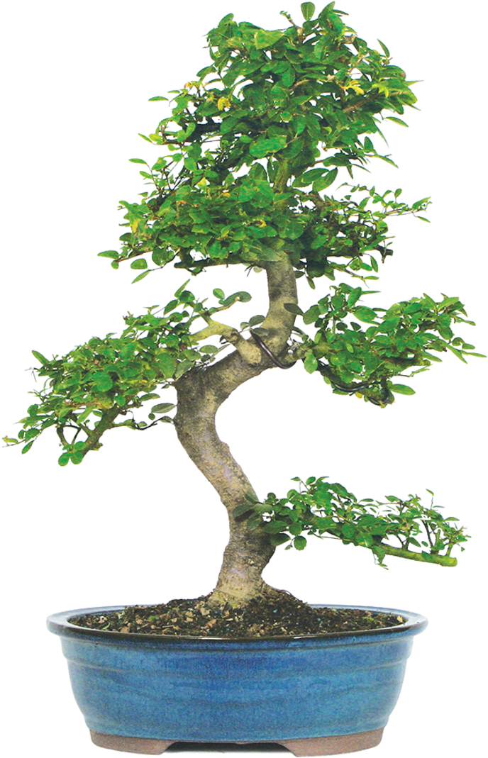 Brussel's Chinese Elm Bonsai (1104x1104), Png Download