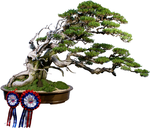 Custom Tag Cloud - Styles Of Bonsai Trees (500x500), Png Download