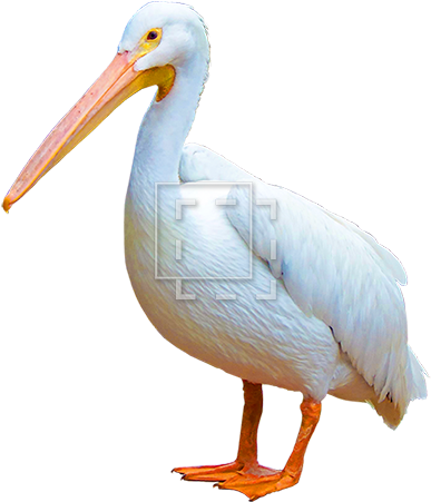 Parent Category - White Birds With Orange Feet (450x450), Png Download